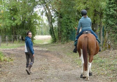 Travail à pied équitation éthologique