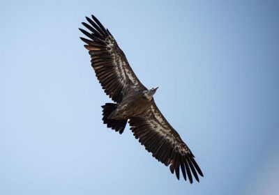 Comptage et observation des vautours