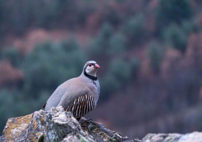 La faune sauvage des alpages