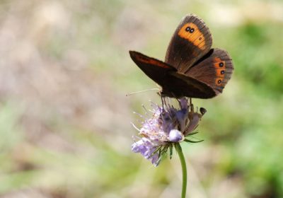 Balade scientifique avec le parc national des Ecrins : les invertébrés