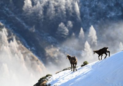 Conférence : oiseaux et ongulés du Parc national des Ecrins