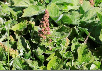 Escapades florales, sortie plantes comestibles