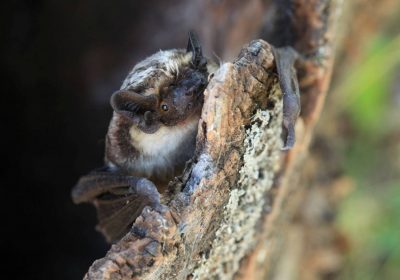 A la rencontre des chiroptères, alias les chauve-souris