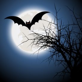 Discovering the Wings of the Night