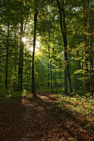 Balad’Histoires – The Epic of the Forests_Le Bourg-d’Oisans