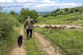 Screening of “A Day in the Life of a Shepherd”