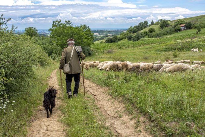 Screening of “A Day in the Life of a Shepherd”_Le Bourg-d’Oisans