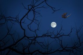 “Discovering Bats” Evening Event